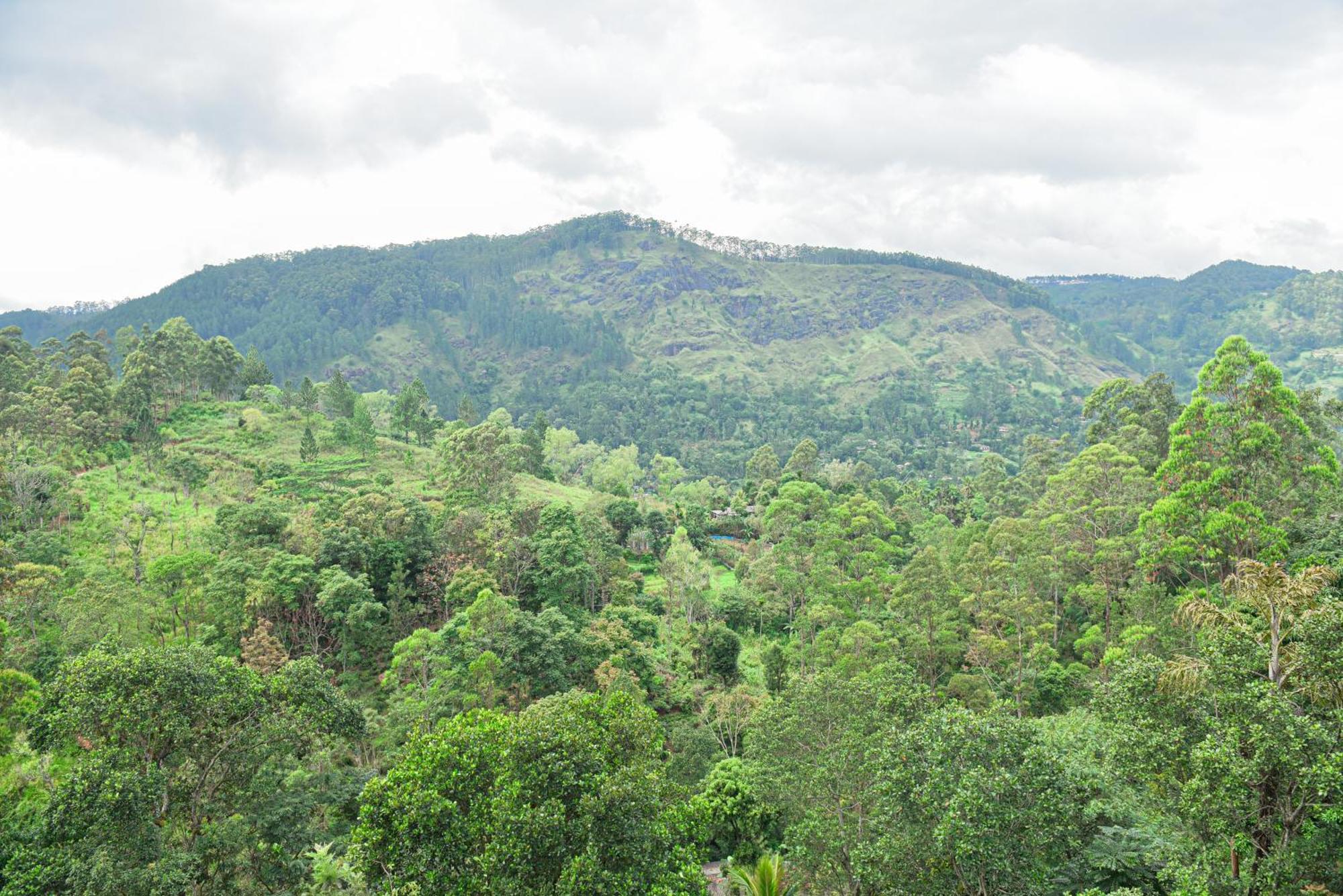 Tea Hills